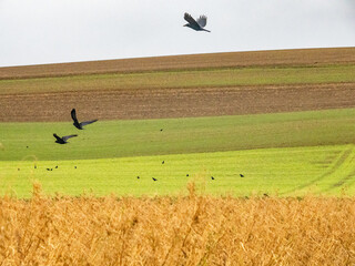 Krähen suchen Futter auf einem Feld im Winter