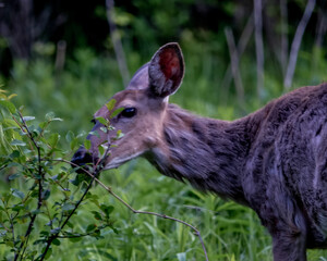 Deer