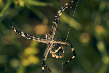 A Spider in its web (Argiope argentata)