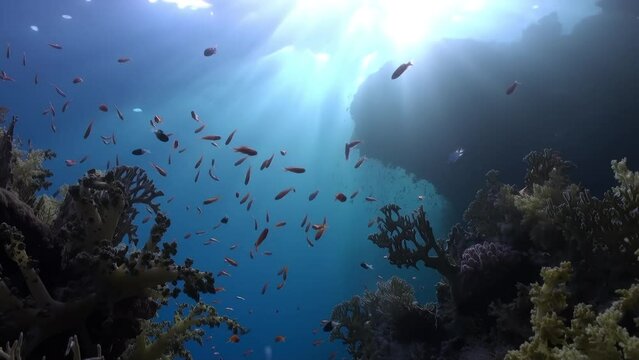 Crystal clear water and orange fish in soft corals. Intricate web of life in coral reefs, encompassing diverse corals and fish, showcases beauty of marine biodiversity.