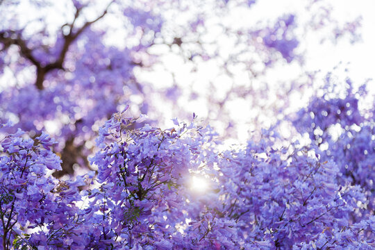 Purple flowers and sun flare with bokeh background
