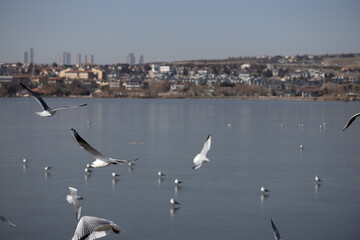 seagull, bird