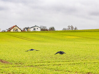 Krähen suchen Futter auf einem Feld im Winter