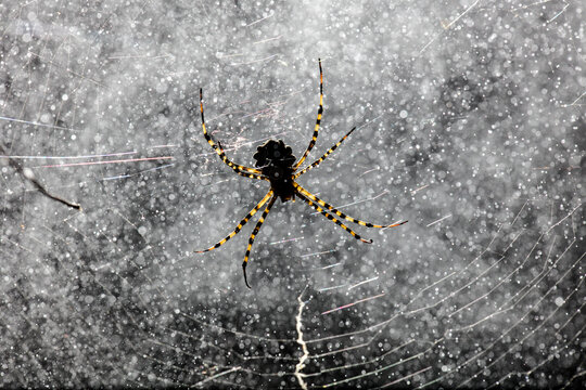 Tiger spider in its web with dewdrops