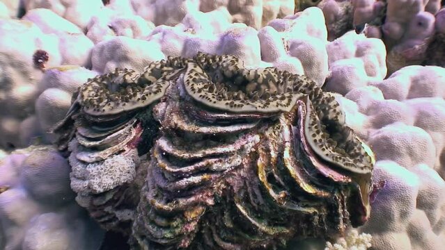 Tridacna are known for their large size and prevalence in marine ecosystems. Tridacna, marine bivalve mollusks, thrives in saltwater environments as part of underwater life.