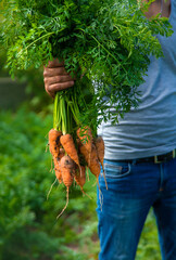 A farmer harvests carrots and beets in the garden. Selective focus.