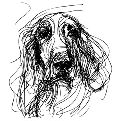 Messy line drawing of a Afghan Hound dog's face