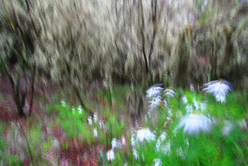 An abstract, motion-blurred image capturing the dynamic energy of a laurisilva forest with vibrant green foliage and hints of floral color in La Gomera