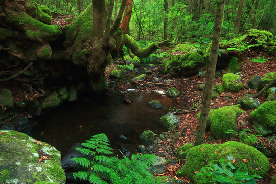 Tranquil woodland scene with a gentle stream running through moss-covered rocks and fern-lined banks in the heart of La Gomera's laurisilva forest.