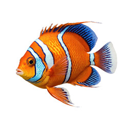 Colorful tropical fish. Transparent PNG
