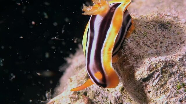 Underwater sea slug Chromodoris quadricolor in clean clear water of Red Sea. Dorid nudibranch is colorful sea slug. Relaxing beautiful video about underwater world and sea animals is inspiring.