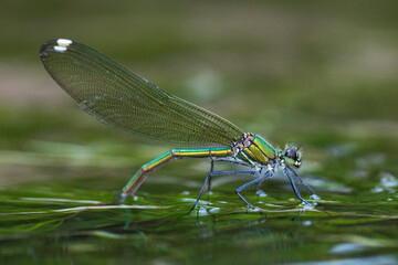 A damselfly with shimmering wings delicately touches the water surface among aquatic plants