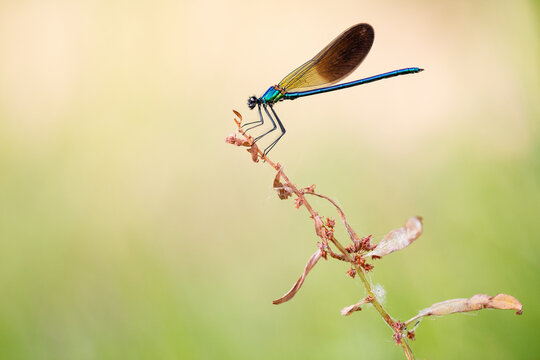 A single damselfly with golden wings gracefully rests atop a fading plant, with a smooth pastel background