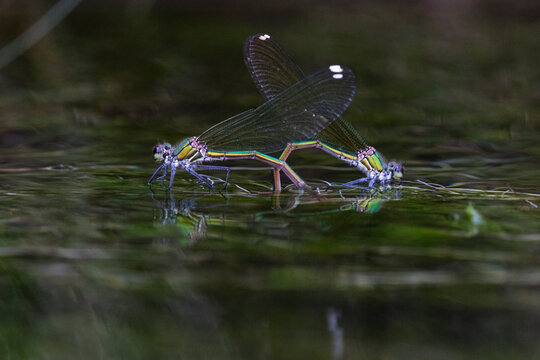 Two damselflies mating on the calm surface of a pond, with their wings spread against the dark water