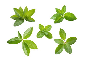 Mint leaves isolated on white background. Transparent PNG