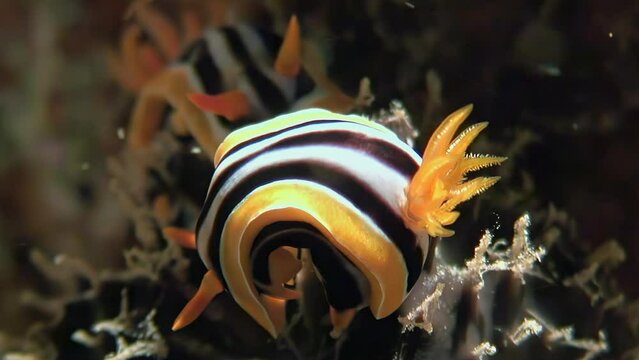 Vibrant hues of Chromodoris quadricolor make it captivating sea slug. Inspiring video about underwater world and its marine life is incredibly enjoyable to watch. Red Sea.