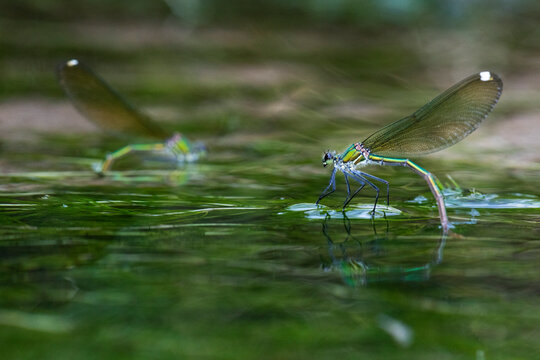 A damselfly with translucent wings delicately perched on a water surface, with another damselfly in the background