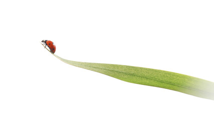 7 Spotted Ladybird in Flight over a Green Leaf