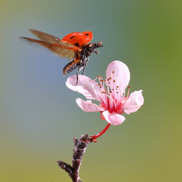Ladybird in flight landing on a delicate pink flower