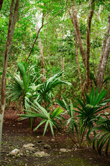 path through the dense, shady tropical jungle of the Yucatan