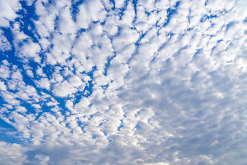 青空と広がる鰯雲20220529-3