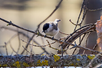 (Parus major) in winter looking for food through the trees.