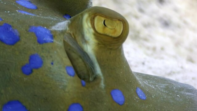 Close- up of spotted stingray with blue spots in underwater world of Red sea. Clear water allows you to see unique features and patterns of spotted stingray up close.