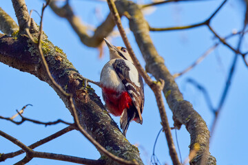 Leiopicus medius, on a tree looking for food