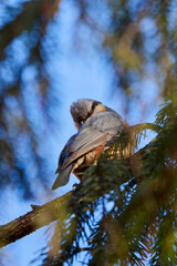 (Sitta europaea) On a tree, it is a small bird found in temperate Europe and Asia.
