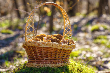 Morel fungus, harvested edible wild mushrooms in the basket in a sunny spring forest (verpa bohemica), natural outdoor background, vacation and activity on a fresh air - obrazy, fototapety, plakaty