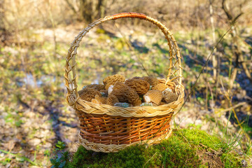 Morel fungus, harvested edible wild mushrooms in the basket in a sunny spring forest (verpa...