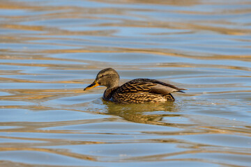 Wild Duck on a lake in the park on a sunny winter day.