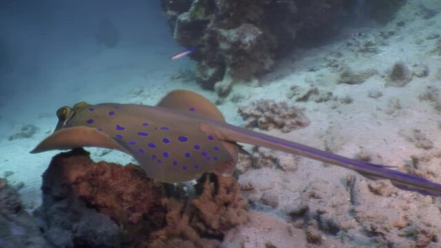 Bluespotted stingray glides across clear clean waters of ocean floor. Unique bluespotted stingray Neotrygon kuhlii surprises with its beauty in underwater world of Red Sea.