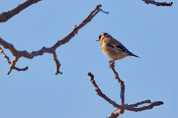 (Fringilla coelebs) sitting on a tree branch.