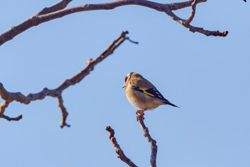 (Fringilla coelebs) sitting on a tree branch.
