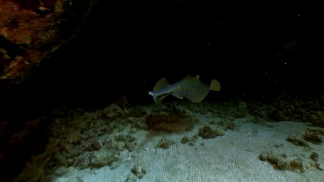 In clean clear water, elegance of blue spotted stingray is truly mesmerizing. Blue spotted ray, scientifically known as Neotrygon kuhlii, is amazing marine species belonging to Dasyatidae. Red sea.