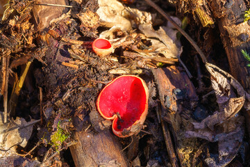 Sarcoscypha fungus, edible mushrooms growth in a wild nature in a sunny spring forest (Sarcoscypha...