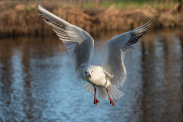 An adult black-headed gull (Larus ridibundus) hovered in the air above the water.