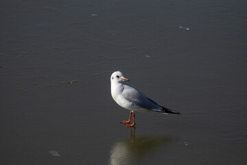 seagull, bird