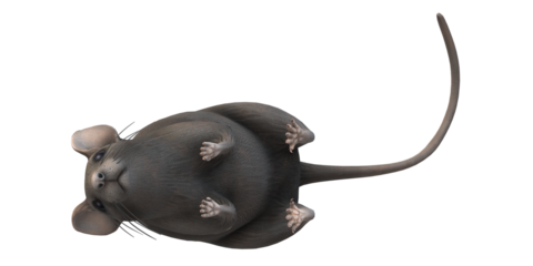 Mouse isolated on a Transparent Background