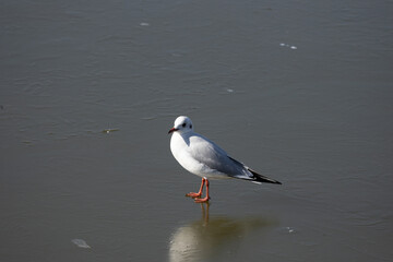 seagull, bird