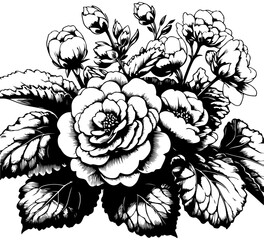begonia flower hand drawn vector illustration