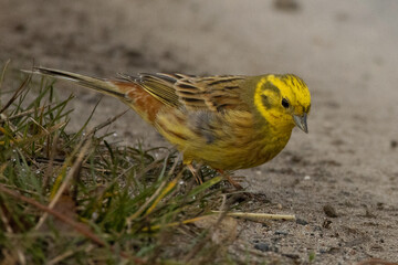 yellowhammer