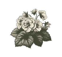 begonia flower hand drawn vector illustration