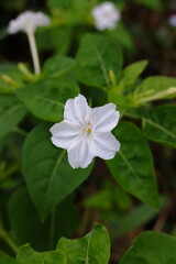 A white flowers from a plant with the scientific name Mirabilis jalapa, which grows in the yard