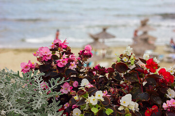 Beautiful view through the flowers to the blurred sea and beach