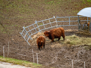 Galloways fressen Heu auf einer Weide