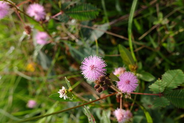 A flower from a plant with the scientific name Mimosa pudica, with its leaves that can quickly close or wither by themselves when touched.
