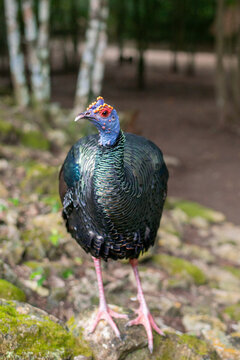 the prettiest feathers of the ocellated turkey Meleagris gallopavo is native to the Yucat&aacute;n Peninsula