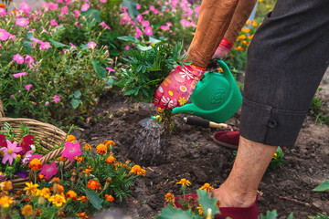 An elderly woman plants flowers in the garden. Selective focus.